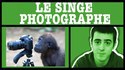 Un singe devient photographe, et provoque un procès