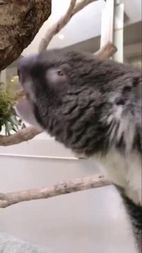 Le cri du koala