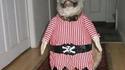 Chien pirate