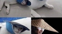 Un chat, une tong