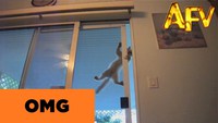 Spider-Chaton