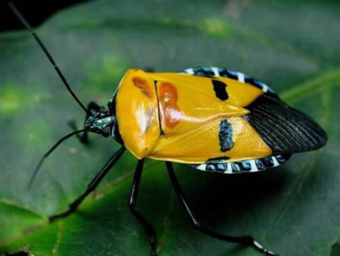 Un insecte qui ressemble à Elvis