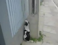 Chien malin 4