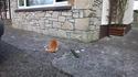 Concombre vs Chat