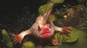 le poisson punk