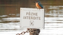 Martin, perché, empêché de pécher