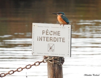 Martin, perché, empêché de pécher