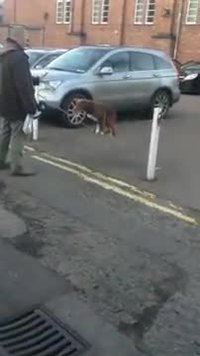 Chien sur chaîne