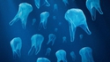 Les microplastiques, poisons négligés des écosystèmes marins