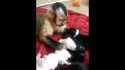 Un singe et des chiots