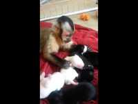 Un singe et des chiots