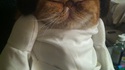 Princesse Leia