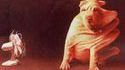La peau du chien