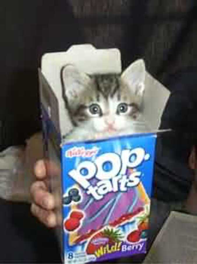 Un chat dans une boîte de snacks à emporter