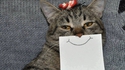 Gueules de chat