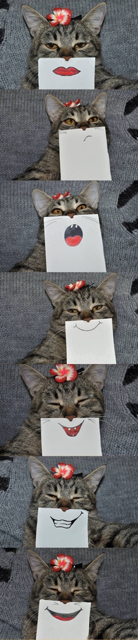 Gueules de chat