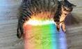 Nyan cat