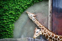 Invention des essuie-glaces