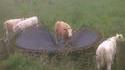 Une vache fait du trampoline
