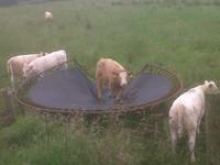 Une vache fait du trampoline