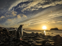 Un manchot face au soleil de l'Antarctique