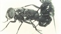 Enculeur de mouche