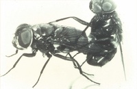 Enculeur de mouche