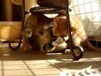 Un moment chats