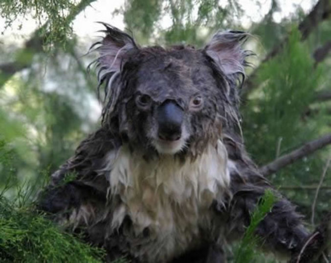 Un koala mouillé pas content du tout !!