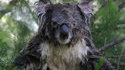Koala mouillé
