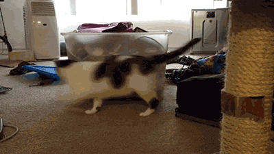 Un chat qui fait des ronds-ronds.