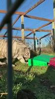 Le sourire du tigre 