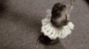 Marmotte danseuse