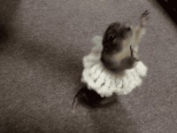 Marmotte danseuse