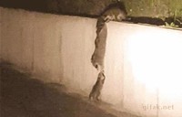 Dans la famille raton-laveur on est solidaire