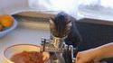 Chat curieux