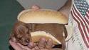 Hot dog 2