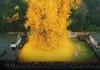 Cet arbre ginkgo aurait 1400 ans, il est somptueux en automne