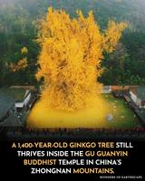 Cet arbre ginkgo aurait 1400 ans, il est somptueux en automne