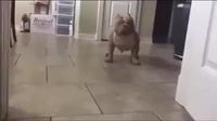 Une petite boule de muscle 