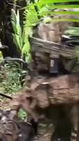La jungle est sauvage 