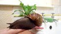 Escargot géant