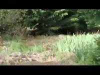 Sauvez Bambi