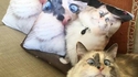 Chat ! Chat ! Chat ! 2
