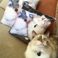 Chat ! Chat ! Chat ! 2