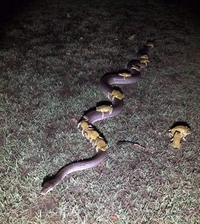 Allez les garçons, y'en aura pour tout le monde !