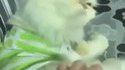 Le muppet chat