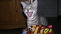 Chat - Lion