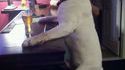 Chien pilier de bar