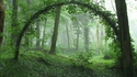 Une arche (mystique?) en pleine forêt